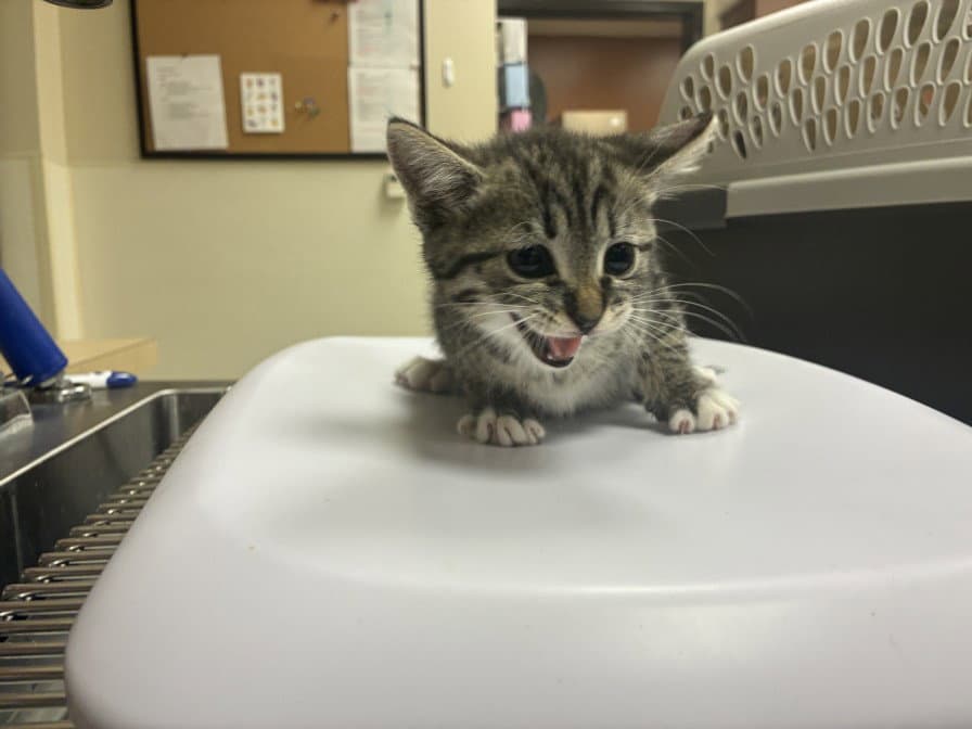 Doc - Domestic Short Hair