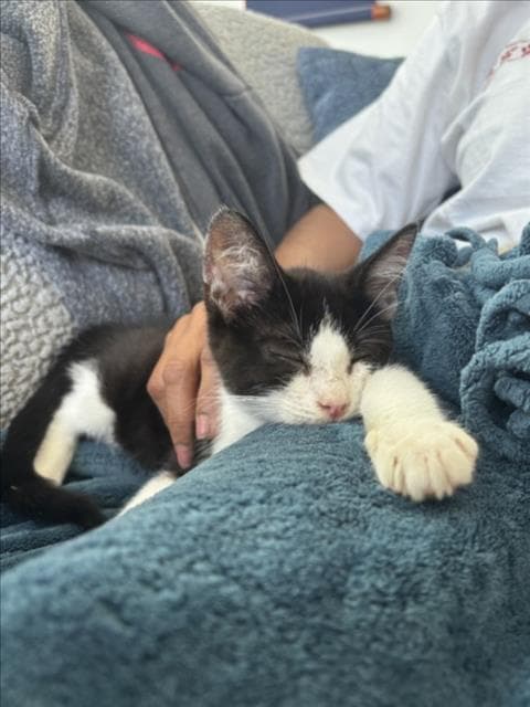 Janis - Domestic Medium Hair