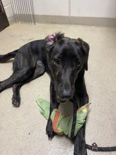 Bryn - Plott Hound