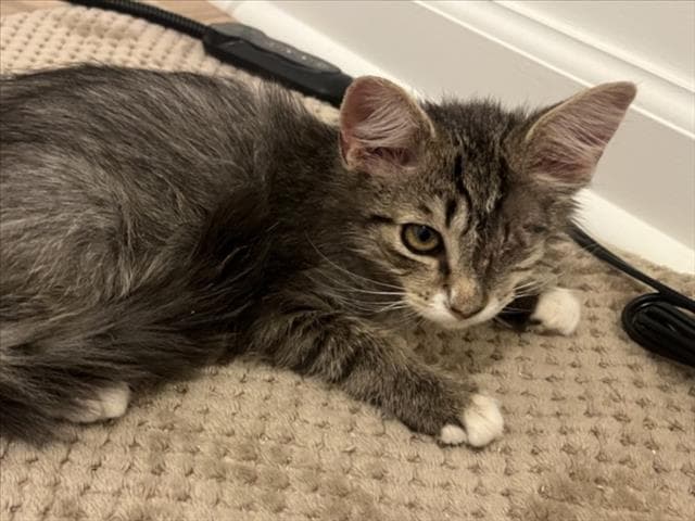 Gumdrop - Domestic Short Hair