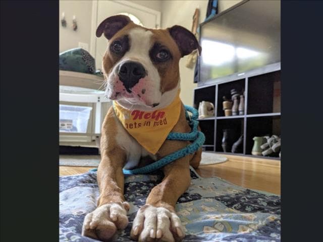 Claythan - Pit Bull Terrier