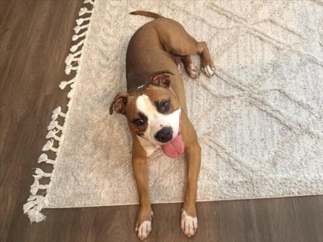 Claythan - Pit Bull Terrier