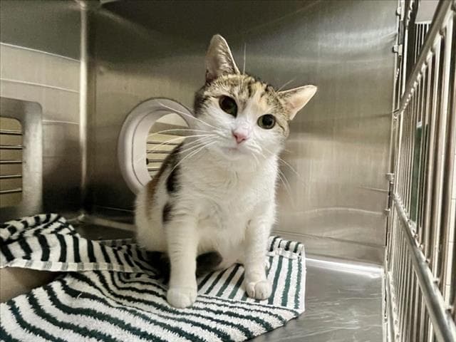 Girl Girl - Domestic Short Hair
