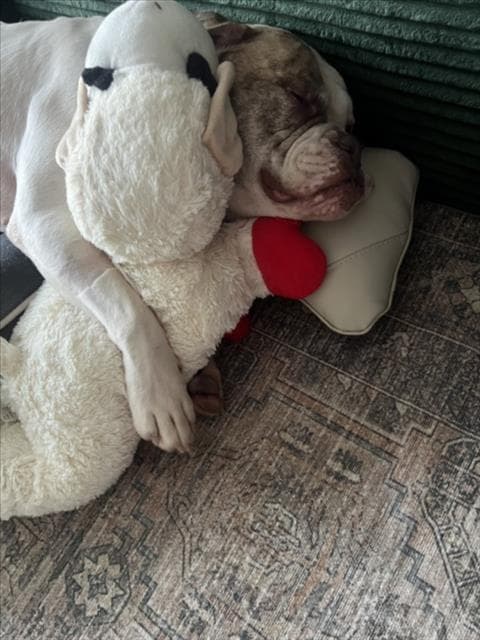 Harper - American Bulldog
