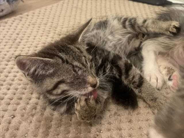 Tootsie Pop - Domestic Short Hair