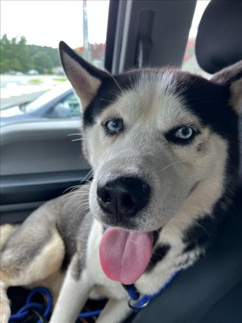 Dog - Husky