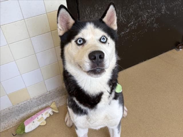 Dog - Husky