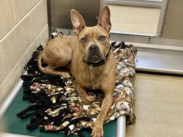Zelda - Pit Bull Terrier
