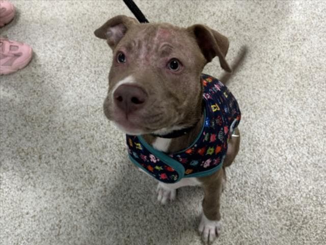 Squinky - Pit Bull Terrier