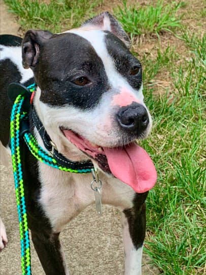 Harley - Pit Bull Terrier
