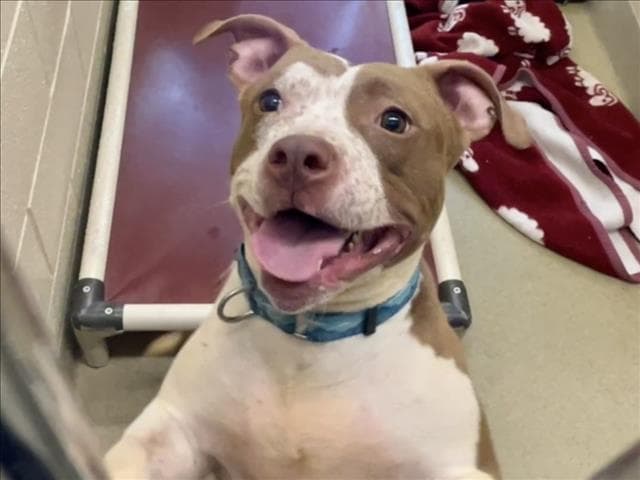 Eowyn - Pit Bull Terrier
