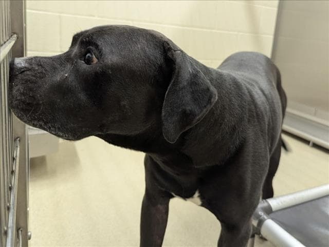 Shadow - Pit Bull Terrier