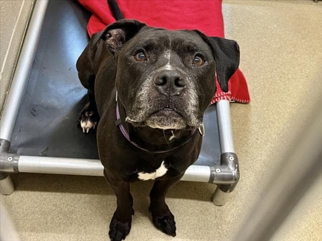 Shadow - Pit Bull Terrier