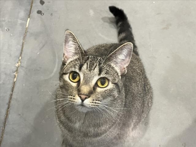 Ramen - Domestic Short Hair
