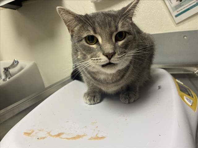Sahaar - Domestic Short Hair