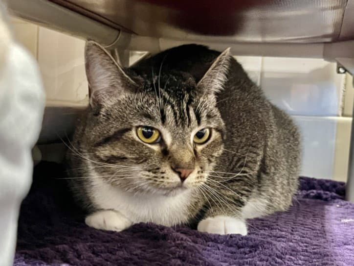 Freya - Domestic Short Hair