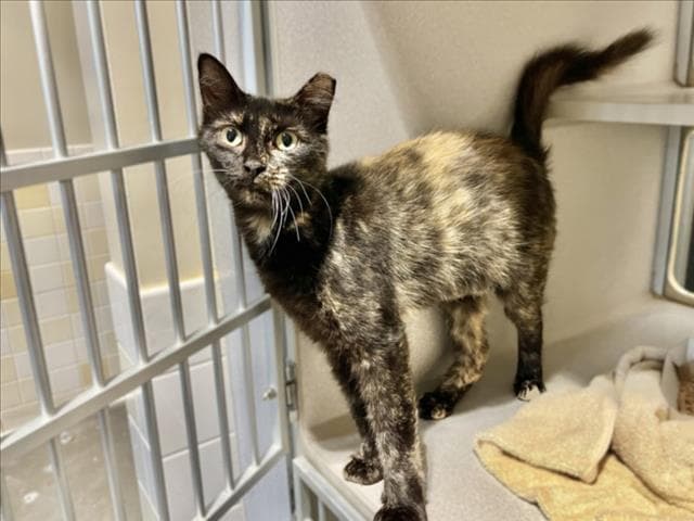 Cali - Domestic Short Hair