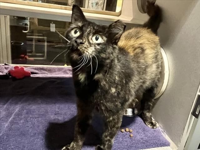 Cali - Domestic Short Hair
