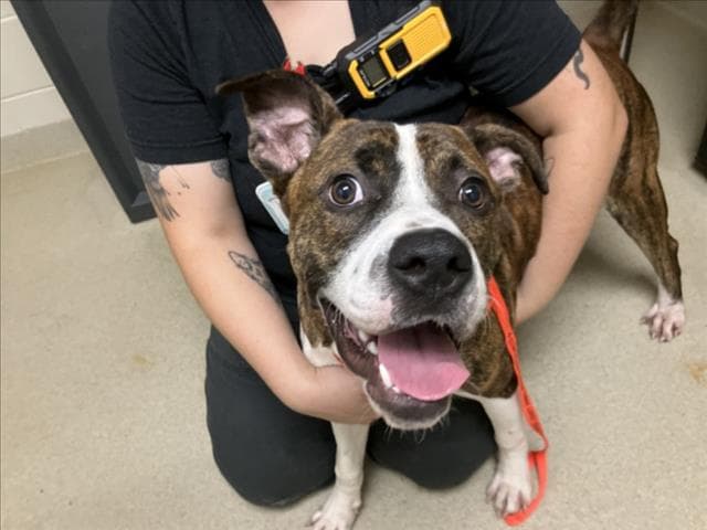 Louie - Pit Bull Terrier