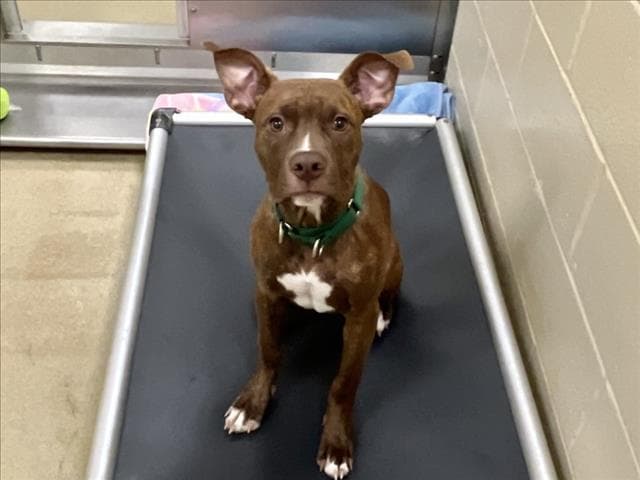 Duke - Pit Bull Terrier