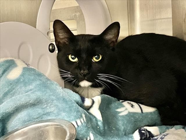 Nate - Domestic Short Hair