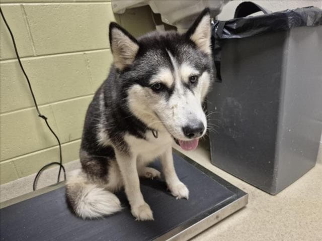Savannah - Husky