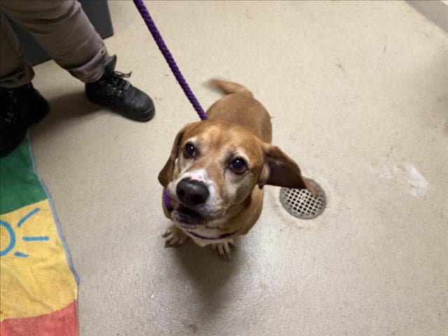 Tobi - Basset Hound