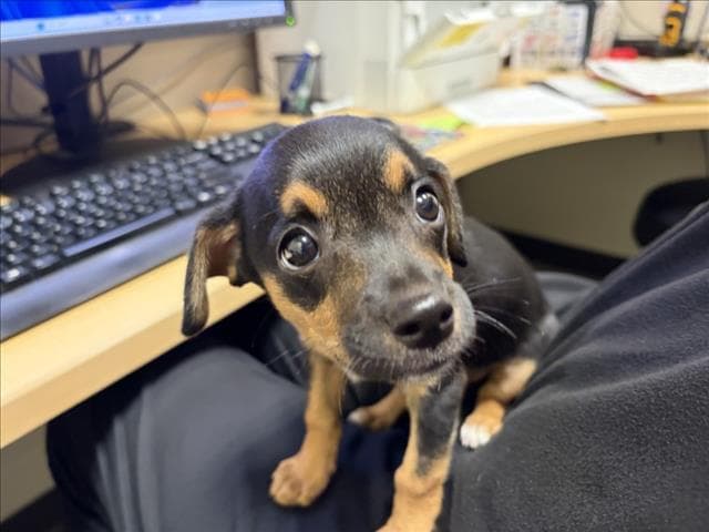 Rolo - Chihuahua