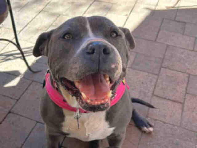 Storm - Pit Bull Terrier