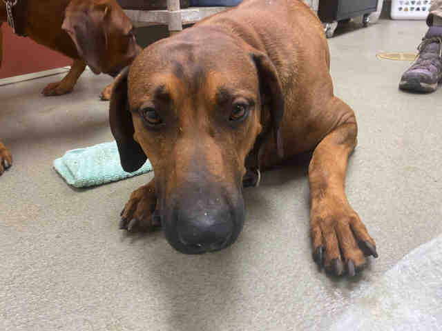 Grumpy - Rhodesian Ridgeback