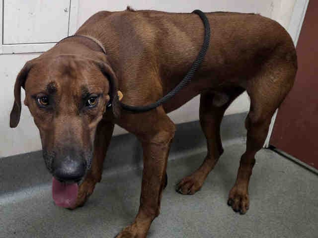 Goofy - Rhodesian Ridgeback