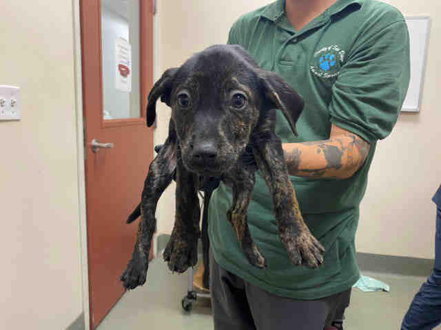 Arwen - Hound