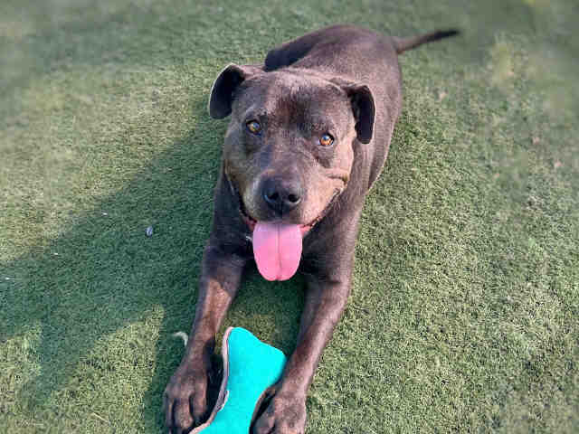 Kali - Pit Bull Terrier