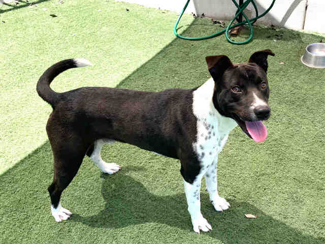 Tony - Pit Bull Terrier