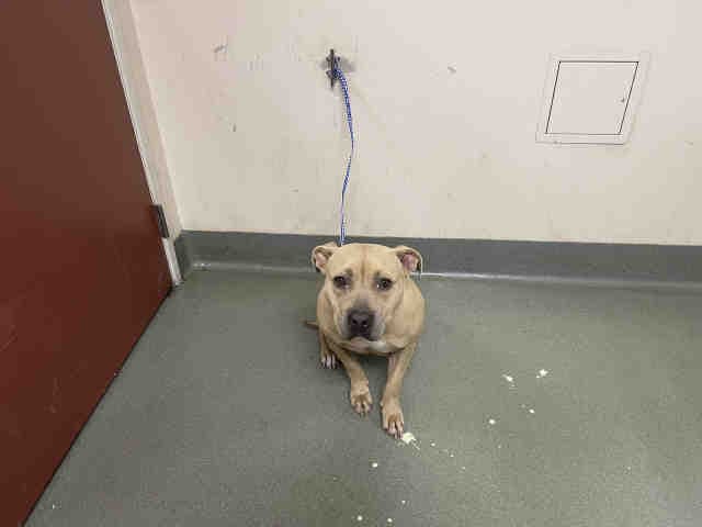 Adaline - Pit Bull Terrier