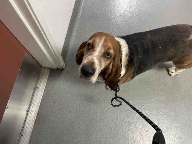 Gertrude - Basset Hound