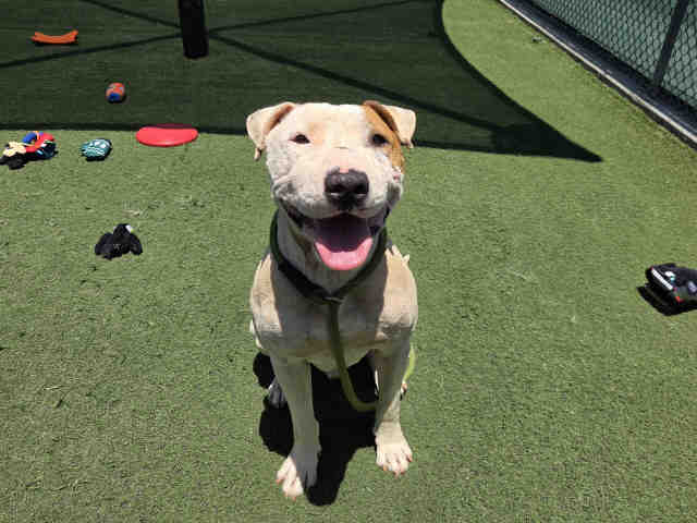Max - Pit Bull Terrier