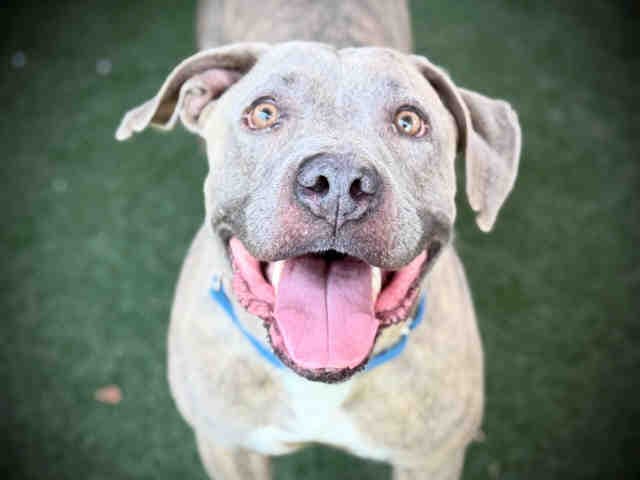 Chuck - Pit Bull Terrier