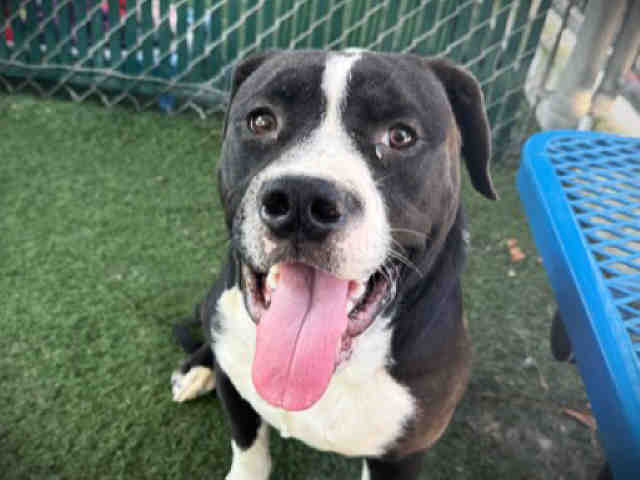 Jelly - Pit Bull Terrier