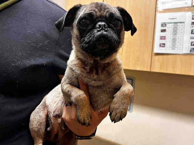 Cinnabon - Pug