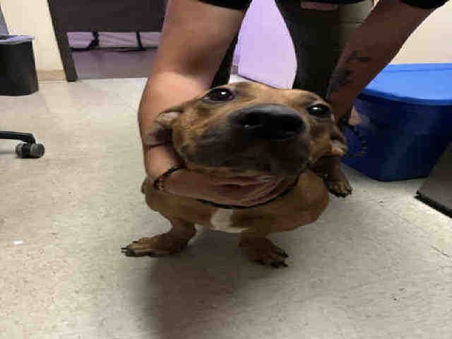 Slinky - Pit Bull Terrier