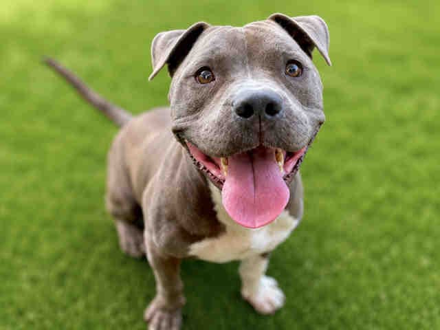 Mj - Pit Bull Terrier