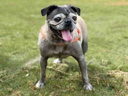 Molly image 1