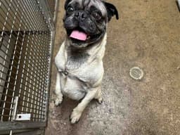 Mochi image 1