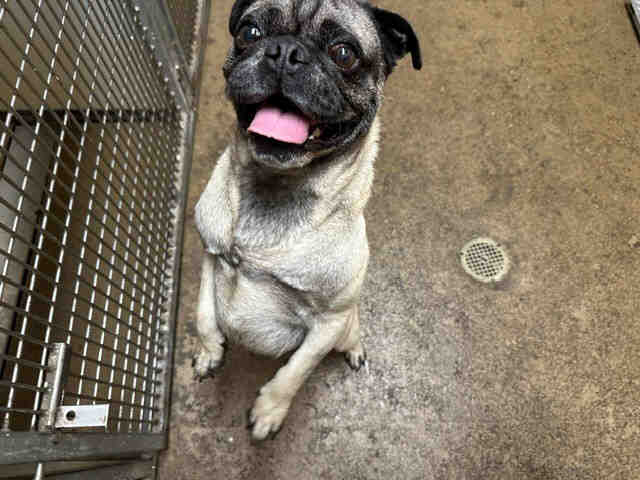 Mochi - Pug