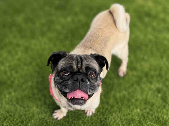 Mochi - Pug