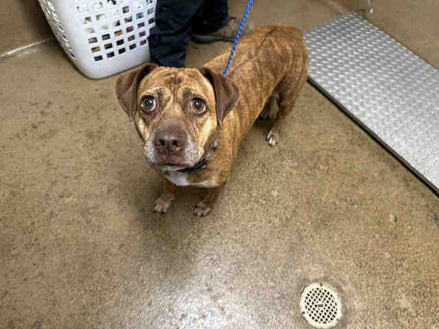 Avery - Pit Bull Terrier