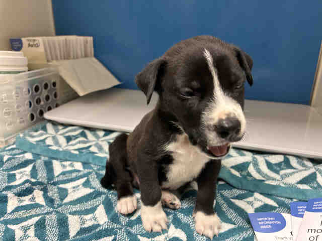 Charliebrown - Pit Bull Terrier