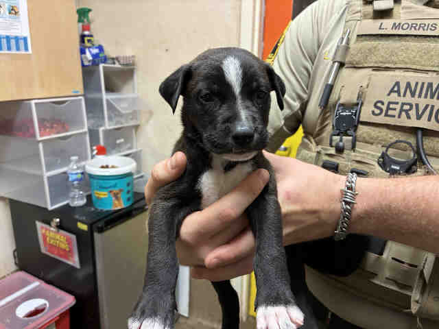 Snoopy - Pit Bull Terrier