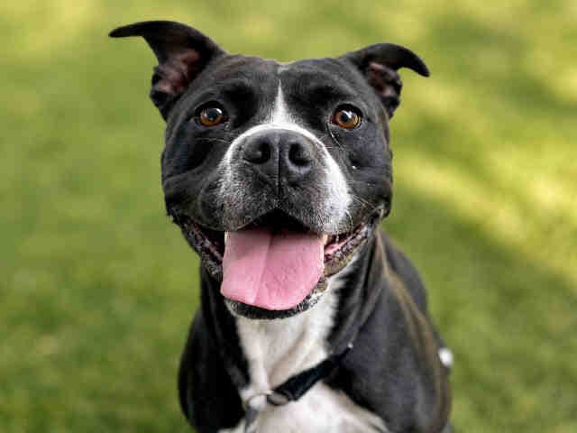 Cora - Pit Bull Terrier